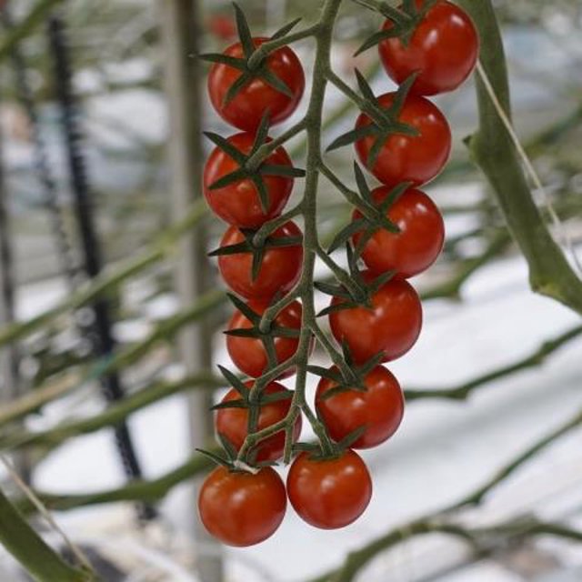 Tomates Plantonomy