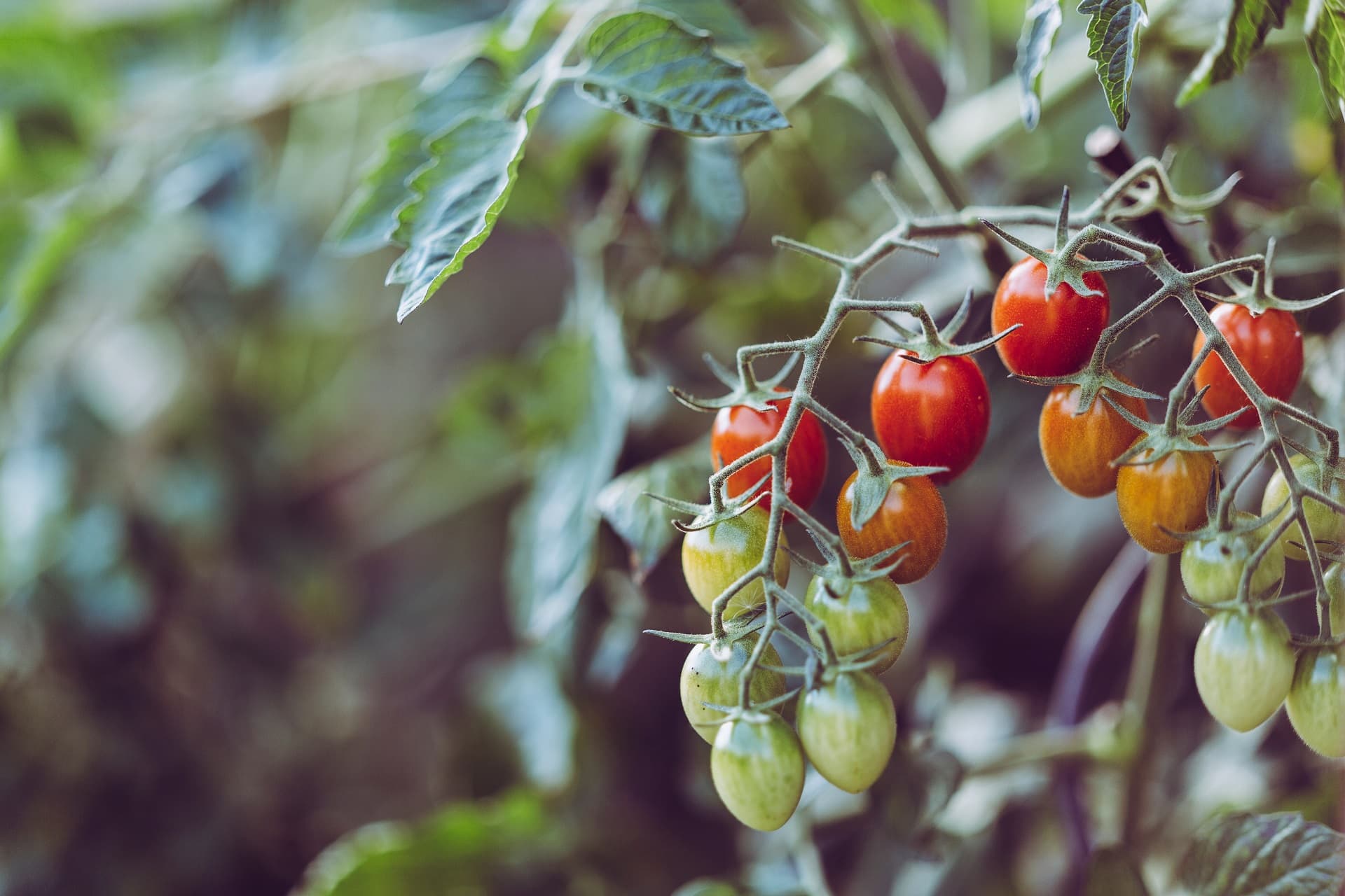 Racimo de tomates cherry en la planta con etapas de madurez de verde a rojo, destaca crecimiento natural.