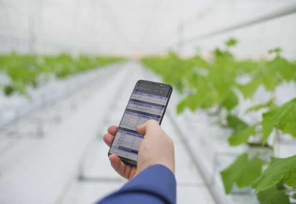 Worker with phone in greenhouse