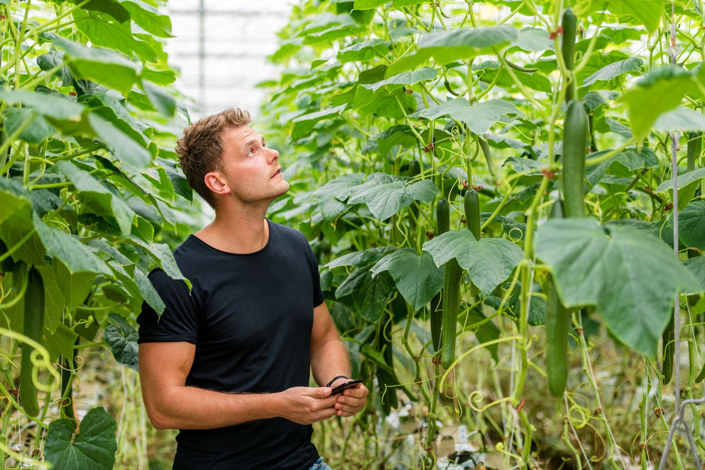Persoon in kas inspecteert hoge komkommerplanten met smartphone, omringd door weelderig groen.
