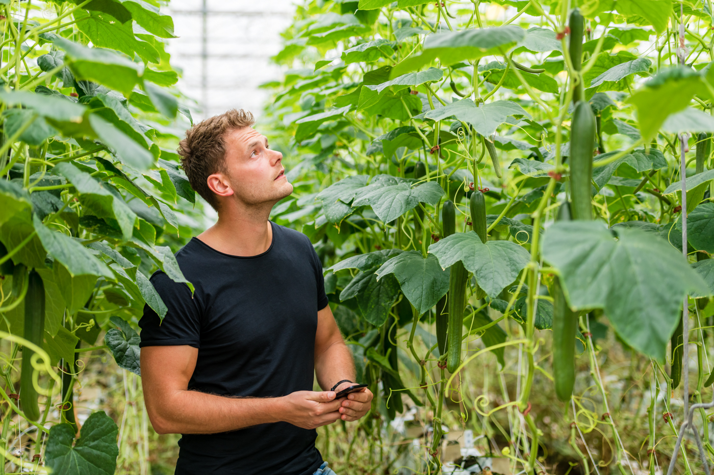 Persoon in kas inspecteert hoge komkommerplanten met smartphone, omringd door weelderig groen.