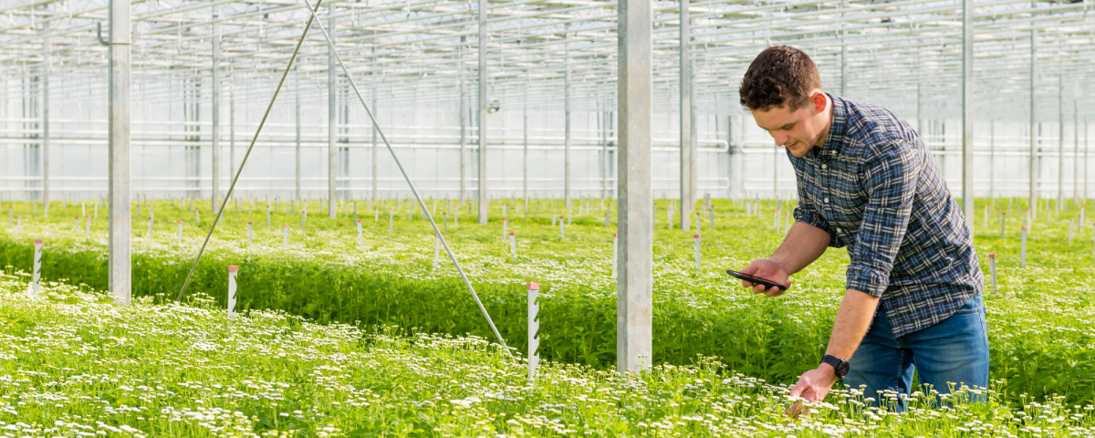 Persona inspeccionando plantas en invernadero con móvil, rodeada de cultivos verdes y flores blancas.