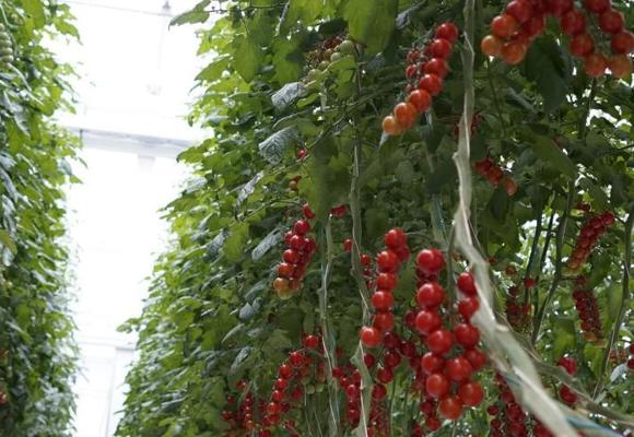 Tomatoes Plantonomy