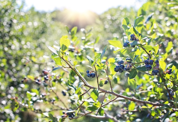 Blueberries in field