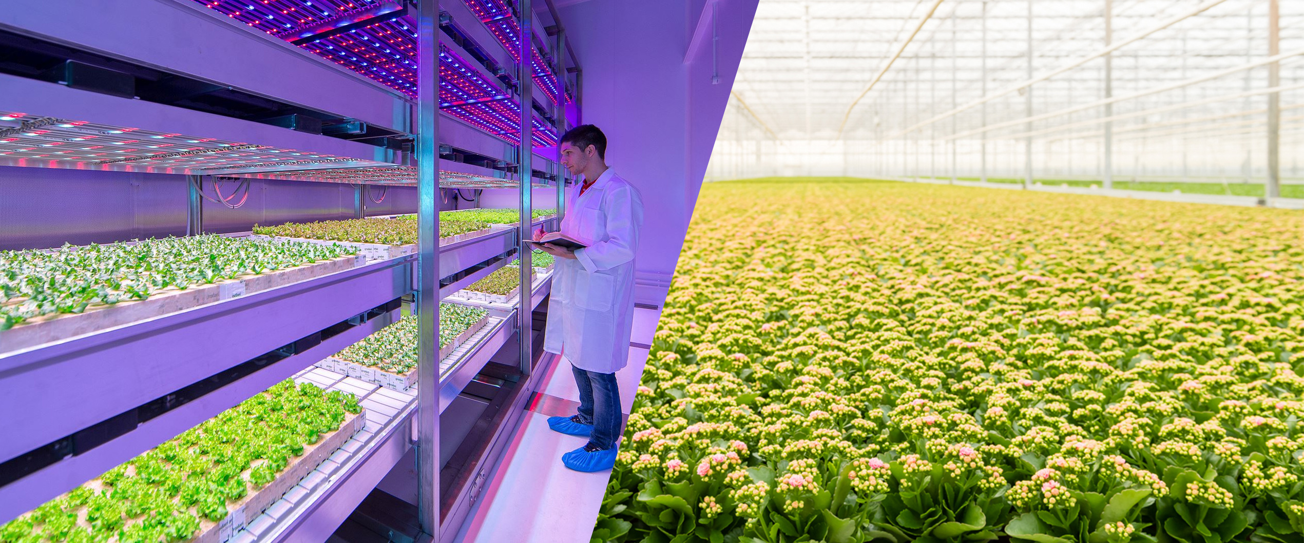 Split image of vertical farm with LED lighting and greenhouse with flowering plants, showing modern agriculture methods.