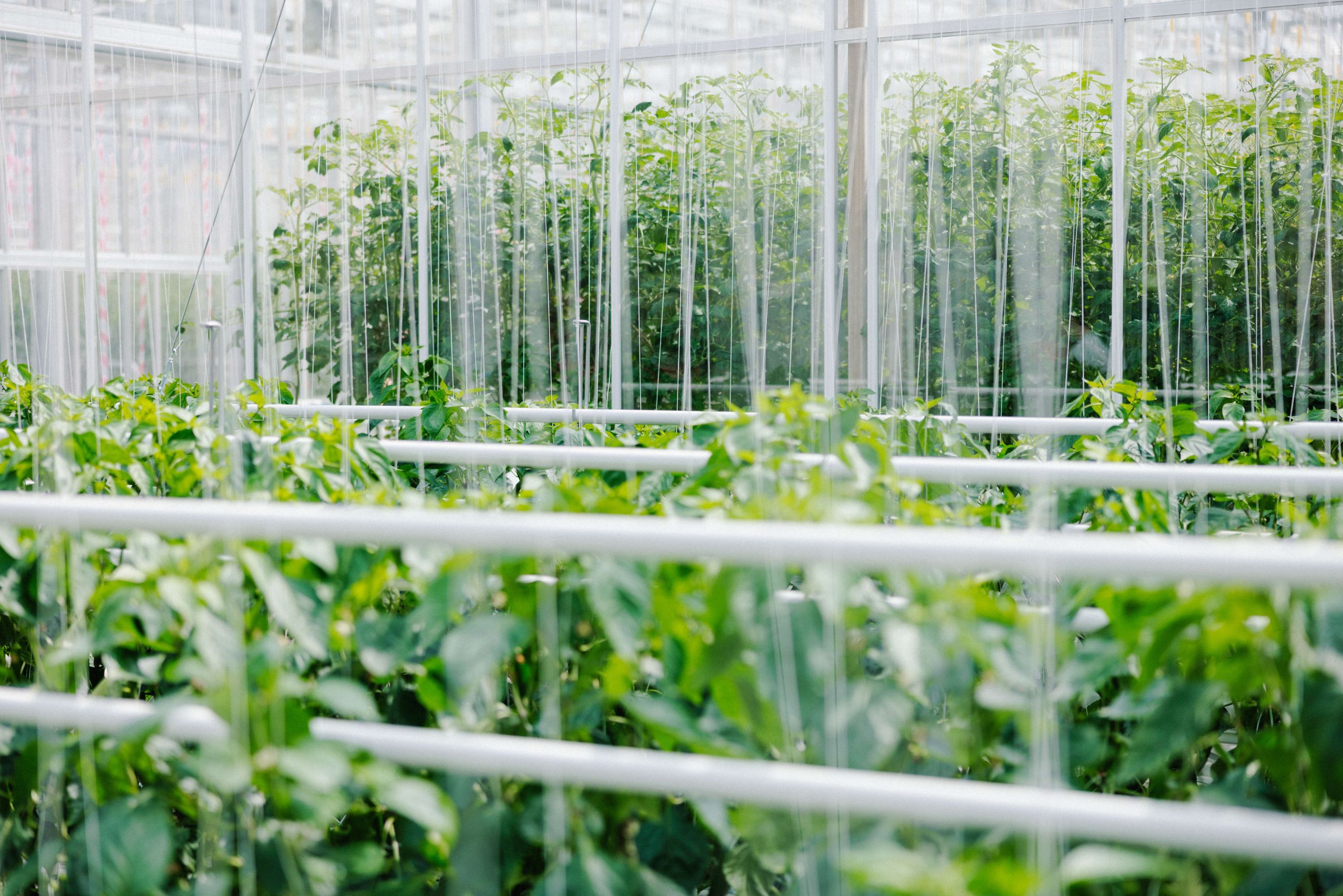 Modern greenhouse with rows of crops and vertical growing system for optimized cultivation
