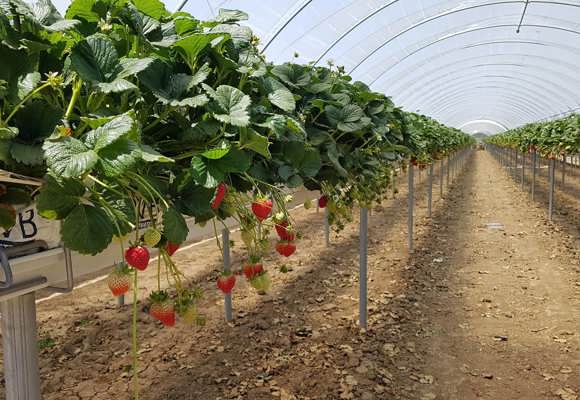 Fresh Farms California Strawberries Tunnel