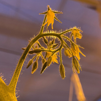 Flowering truss_Plantonomy