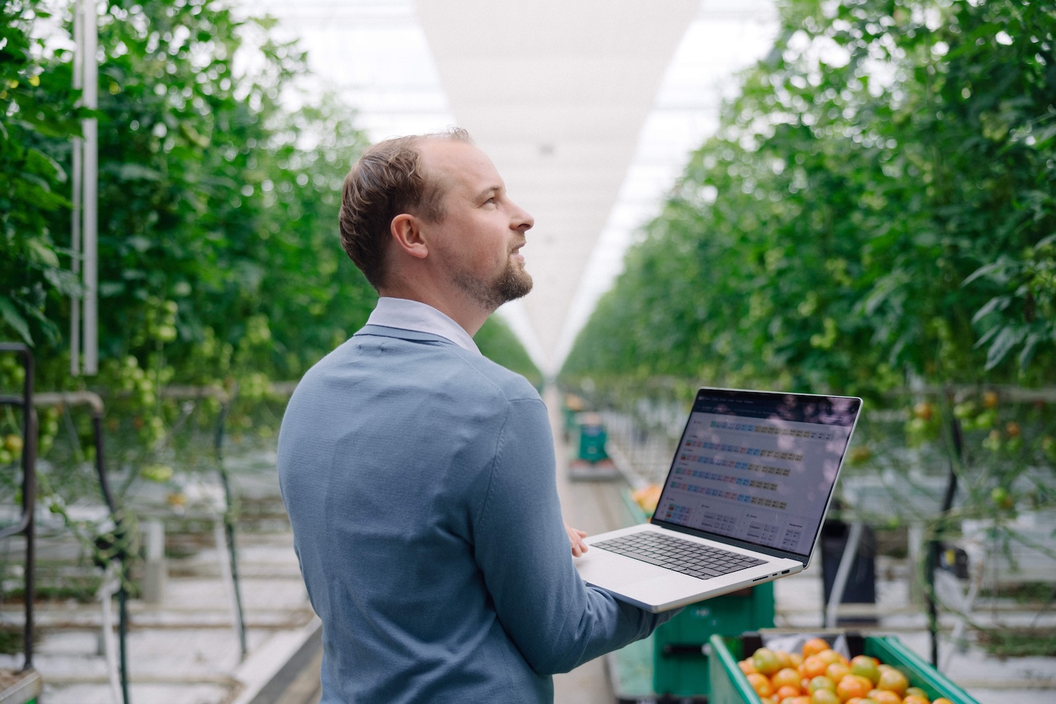 Grower using laptop in tomato greenhouse to monitor crop data, climate conditions and cultivation performance