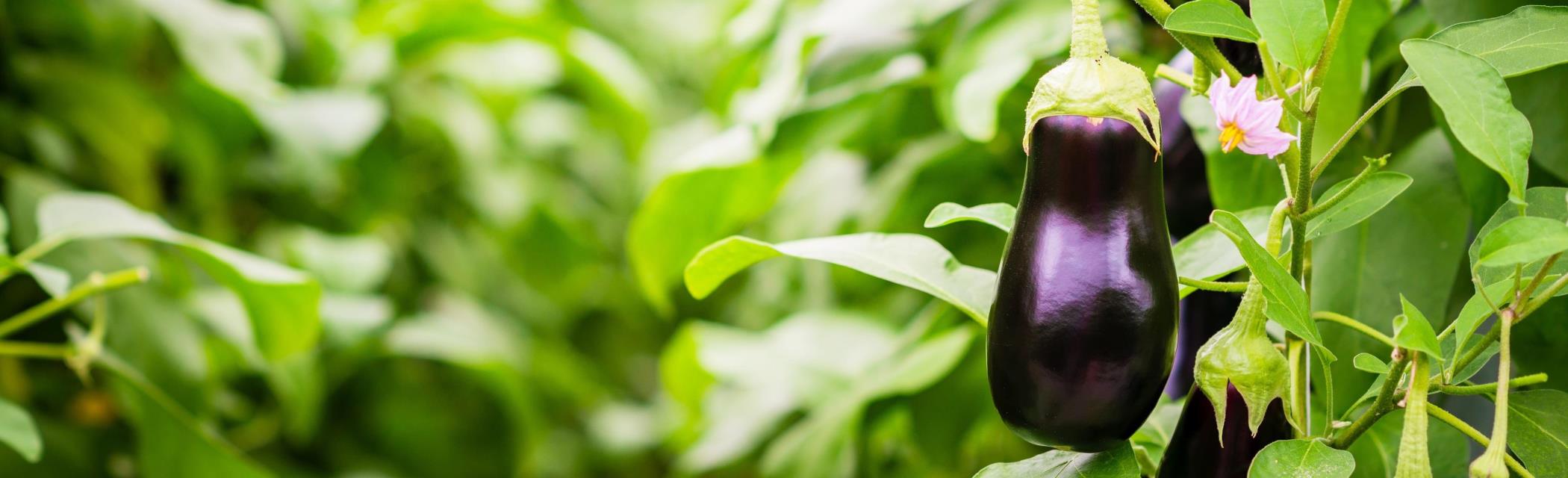 Vertical Vegetables Eggplant Small