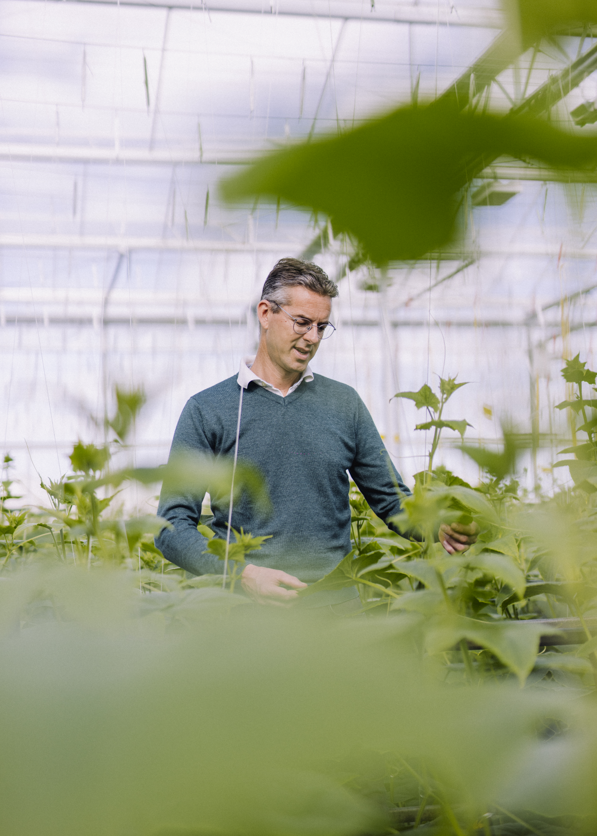 Person in greenhouse tending plants, wearing dark green sweater, face pixelated for privacy.