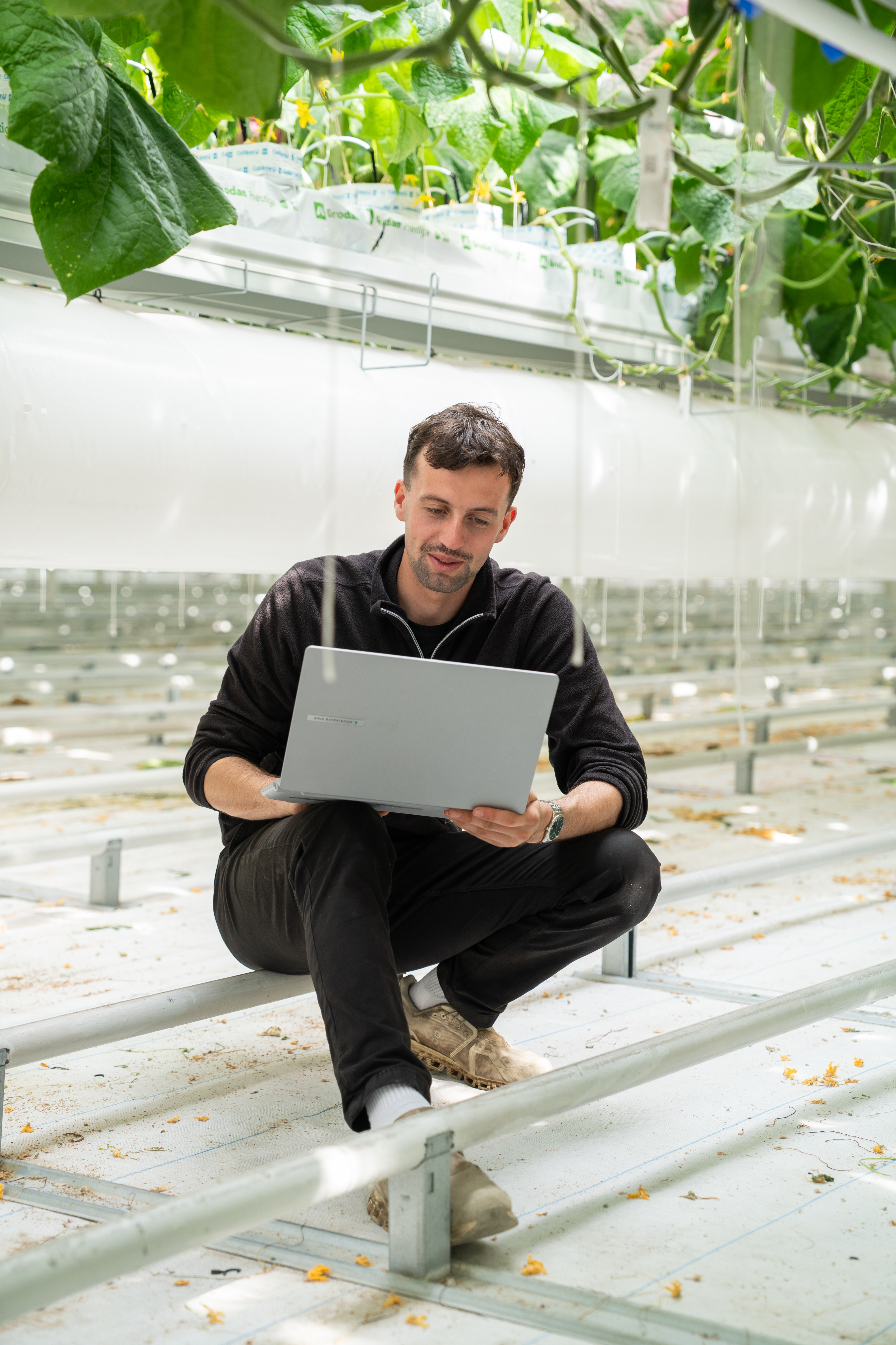 Grower using a laptop in a high-tech greenhouse to monitor crop performance, climate conditions and cultivation data