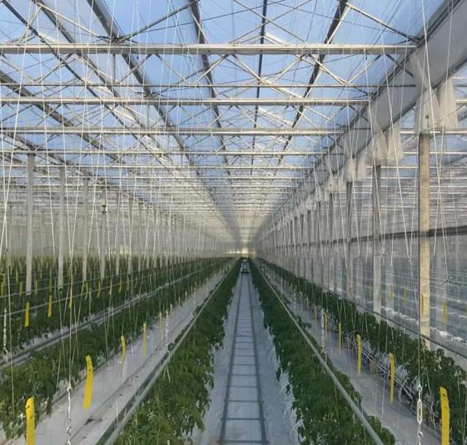 Kikkoman Inside Greenhouse
