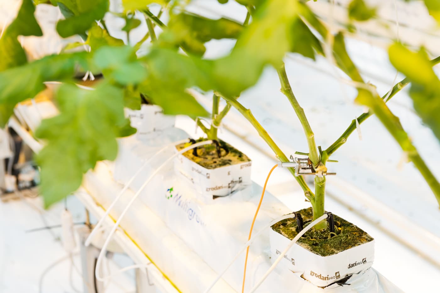 Aranet wireless sensors in greenhouse