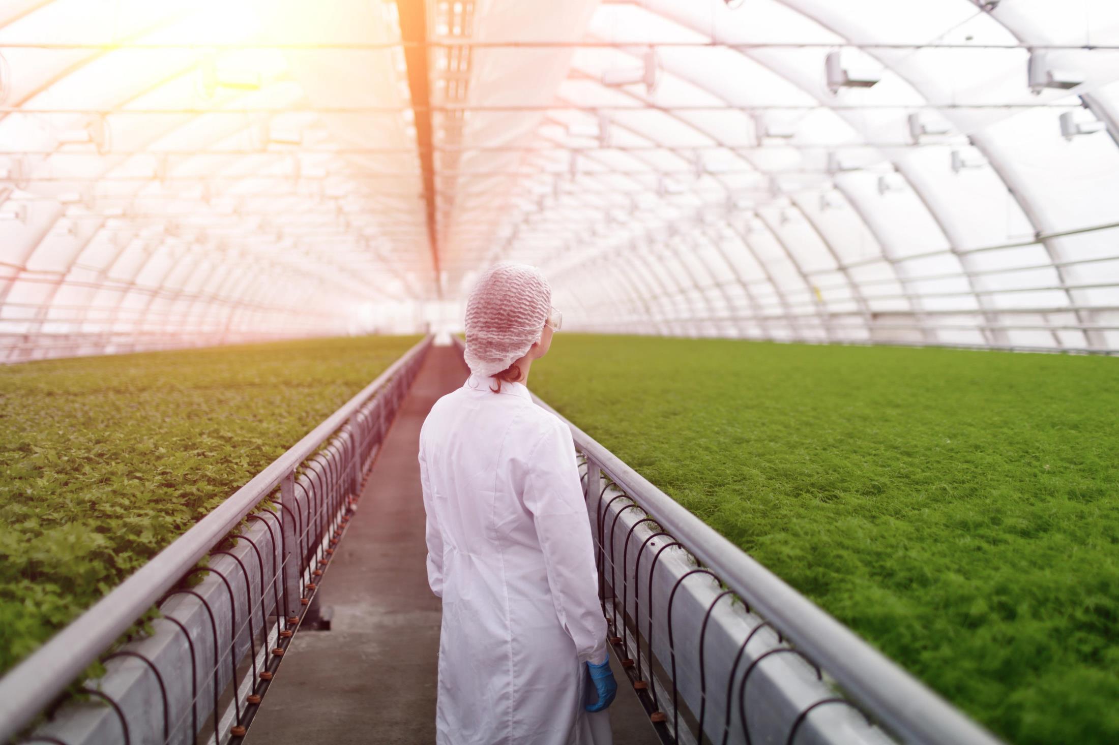 Person in lab coat and hairnet standing in bright greenhouse with rows of green plants, symbolizing modern agriculture.