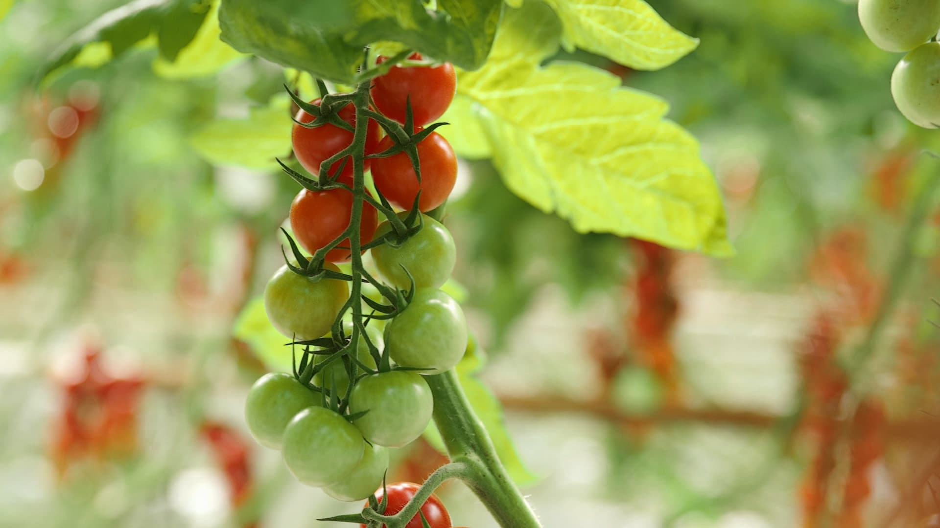 Tomatenrispe mit Kirschtomaten in verschiedenen Reifestadien, von grün bis rot, im Gewächshaus.