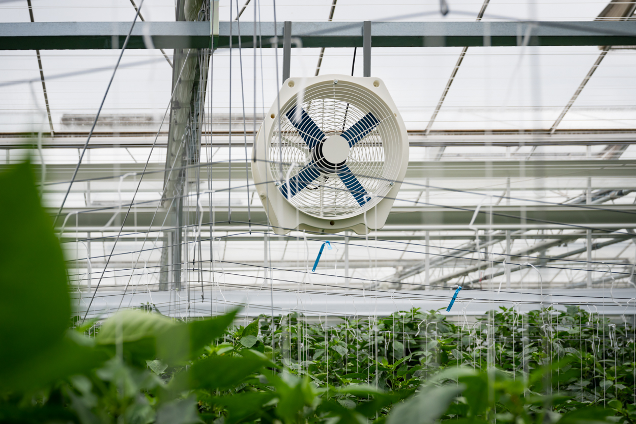 Priva HortiFan ventilator hangt in kas voor optimale luchtcirculatie