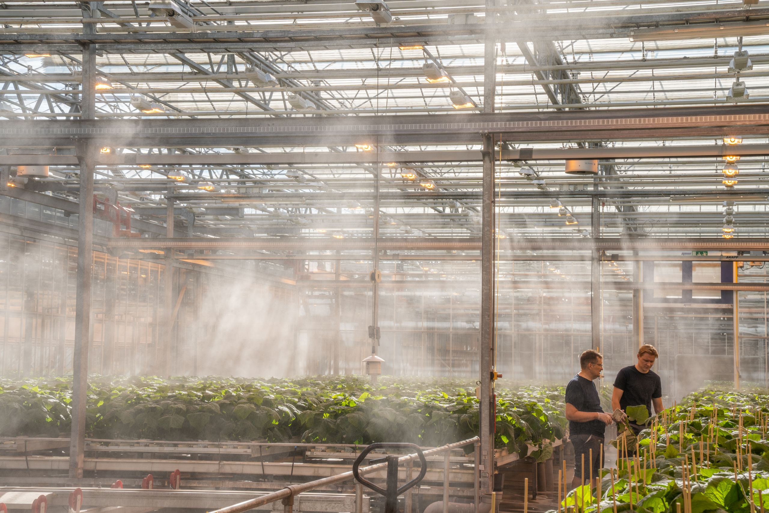 Modern greenhouse with misting system and rows of healthy plants