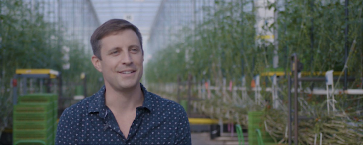 Persona en invernadero de tomates con filas de plantas en espaldera