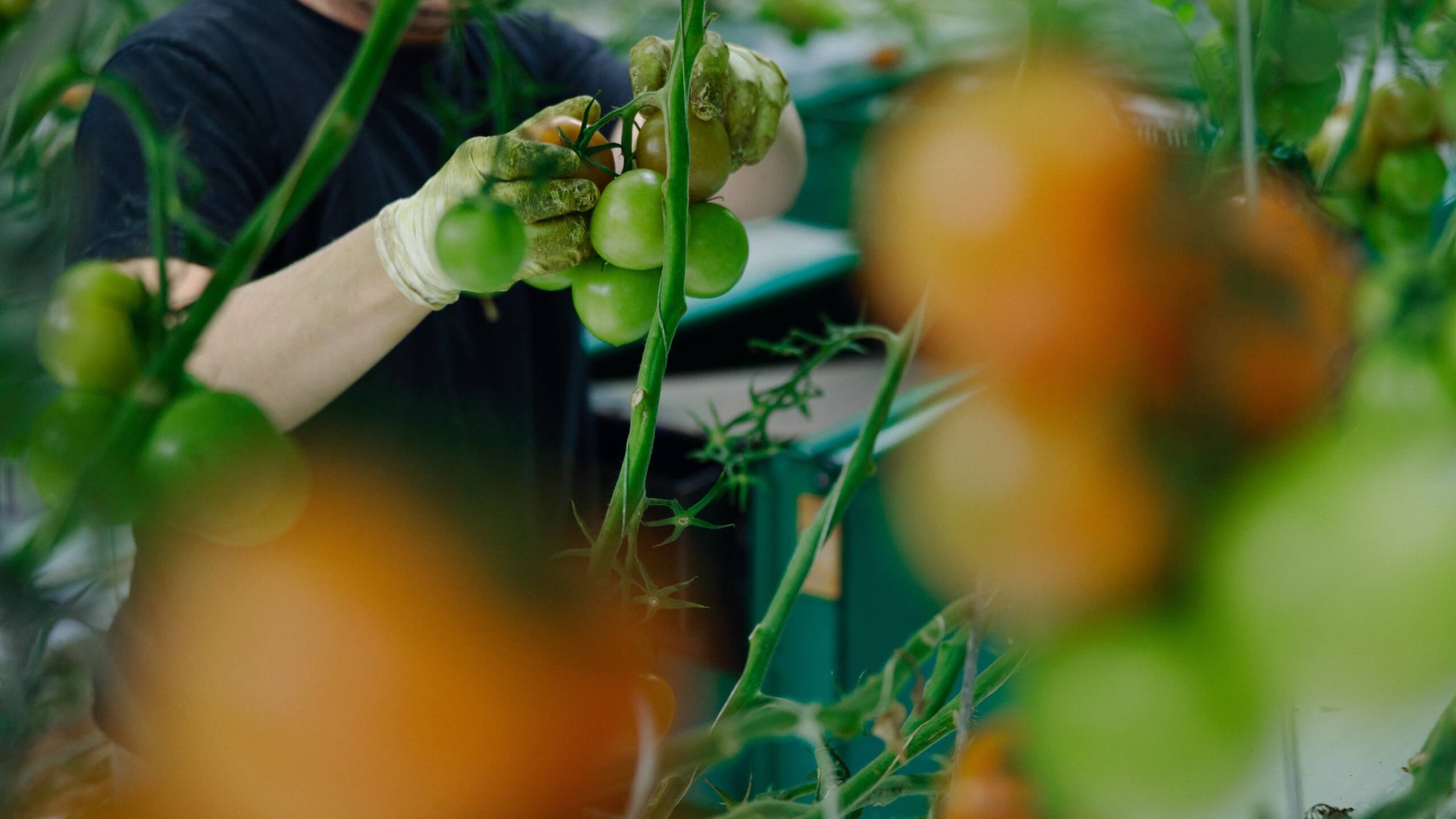 Medewerker controleert tomatentrossen in een kas voor gewaskwaliteit, oogstplanning en duurzame productie